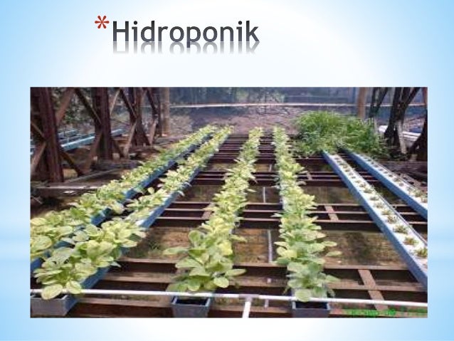 iPertanian hidroponiki