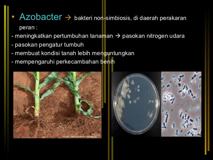 Pertanian organik ramah lingkungan menggunakan mikroba
