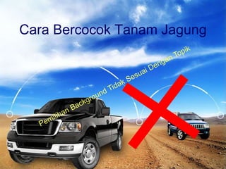 Cara Bercocok Tanam Jagung
 