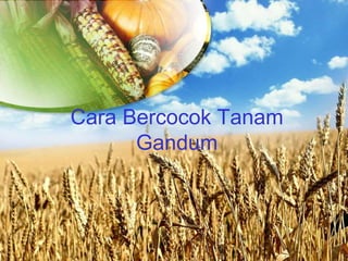 Cara Bercocok Tanam
Gandum
 