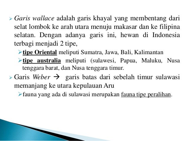 Contoh Hewan  Mamalia  Khas  Indonesia  Bagian  Tengah  Kimcil I