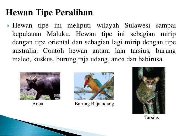 Contoh Evolusi Hewan Dan Tumbuhan - Contoh L