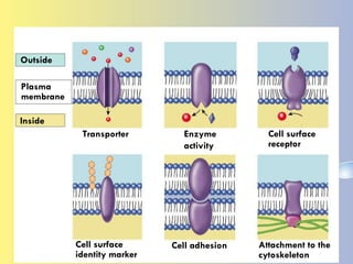 Outside Plasma membrane Inside Transporter Enzyme activity Cell surface receptor Cell surface  identity marker Cell adhesion Attachment to the cytoskeleton 