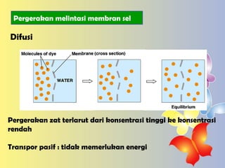 Difusi Pergerakan zat terlarut dari konsentrasi tinggi ke konsentrasi rendah Transpor pasif : tidak memerlukan energi Pergerakan melintasi membran sel 