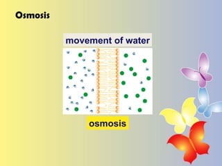 Osmosis osmosis movement of water 