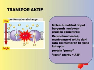 TRANSPOR AKTIF Molekul-molekul dapat bergerak  melawan gradien konsentrasi Perubahan bentuk, mentransport solute dari satu sisi membran ke yang lainnya r  protein “pump” “ costs” energy = ATP conformational   change ATP low high 