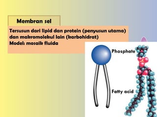 Tersusun dari lipid dan protein (penyusun utama) dan makromolekul lain (karbohidrat) Model: mosaik fluida Phosphate Fatty acid 