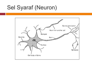 Sel Syaraf (Neuron)
 