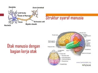 Struktur syaraf manusia




Otak manusia dengan
  bagian kerja otak
 