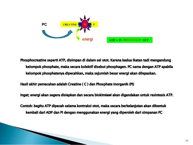 Fisiologi olahraga