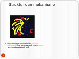 Struktur dan mekanisme
 Diagram pita yang menunjukkan karbonat
anhidrase II. Bola abu-abu adalah kofaktor seng
yang berada pada tapak aktif.
15
 