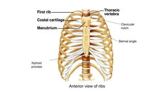 Pertemuan 1 anatomi muskuloskeletal. sendi, otot, tulang | PPTX
