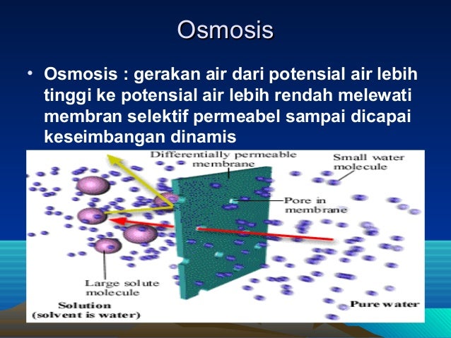 Difusi dan Osmosis