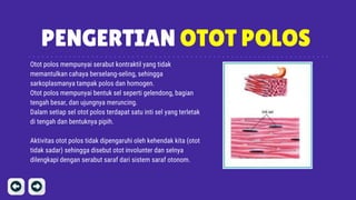 PENGERTIAN OTOT POLOS
Otot polos mempunyai serabut kontraktil yang tidak
memantulkan cahaya berselang-seling, sehingga
sarkoplasmanya tampak polos dan homogen.
Otot polos mempunyai bentuk sel seperti gelendong, bagian
tengah besar, dan ujungnya meruncing.
Dalam setiap sel otot polos terdapat satu inti sel yang terletak
di tengah dan bentuknya pipih.
Aktivitas otot polos tidak dipengaruhi oleh kehendak kita (otot
tidak sadar) sehingga disebut otot involunter dan selnya
dilengkapi dengan serabut saraf dari sistem saraf otonom.
 