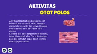 AKTIVITAS
OTOT POLOS
Aktivitas otot polos tidak dipengaruhi oleh
kehendak kita (otot tidak sadar) sehingga
disebut otot involunter dan selnya dilengkapi
dengan serabut saraf dari sistem saraf
otonom.
Kontraksi otot polos sangat lambat dan lama,
tetapi tidak mudah lelah. Otot polos terdapat
pada alat-alat tubuh bagian dalam sehingga
disebut juga otot visera.
 