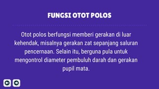 FUNGSI OTOT POLOS
Otot polos berfungsi memberi gerakan di luar
kehendak, misalnya gerakan zat sepanjang saluran
pencernaan. Selain itu, berguna pula untuk
mengontrol diameter pembuluh darah dan gerakan
pupil mata.
 
