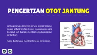 PENGERTIAN OTOT JANTUNG
Jantung manusia berbentuk kerucut sebesar kepalan
tangan, jantung terletak di pusat rongga jantung yang
diselaputi oleh dua lapis membran pelindung disebut
perikardium.
Ruang diantara dua membran tersebut berisi cairan.
 
