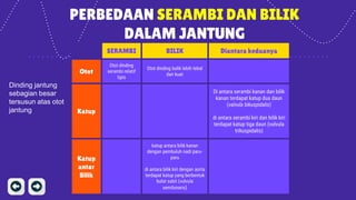 PERBEDAAN SERAMBI DAN BILIK
DALAM JANTUNG
SERAMBI BILIK Diantara keduanya
Otot
Otot dinding
serambi relatif
tipis
Otot dinding balik lebih tebal
dan kuat
Katup
Di antara serambi kanan dan bilik
kanan terdapat katup dua daun
(valvula bikuspidalis)
di antara serambi kiri dan bilik kiri
terdapat katup tiga daun (vulvula
trikuspidalis)
Katup
antar
Bilik
katup antara bilik kanan
dengan pembuluh nadi paru-
paru
di antara bilik kiri dengan aorta
terdapat katup yang berbentuk
bulat sabit (vulvula
semilunaris)
Dinding jantung
sebagian besar
tersusun atas otot
jantung
 