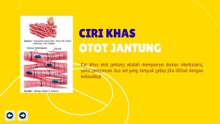 CIRI KHAS
OTOT JANTUNG
Ciri khas otot jantung adalah mempunyai diskus interkalaris,
yaitu pertemuan dua sel yang tampak gelap jika dilihat dengan
mikroskop
 