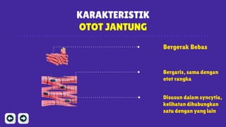 KARAKTERISTIK
OTOT JANTUNG
Bergerak Bebas
Disusun dalam syncytia,
kelihatan dihubungkan
satu dengan yang lain
Bergaris, sama dengan
otot rangka
 