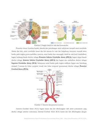 Modul Perkuliahan Materi Pembelajaran Neuromuskuler Pusat_Oleh : Aditya Johan Romadhon, SST.FT, M.Fis
Gambar 2. Supply darah ke otak dan homunculus
Posterior sistem (vertebra-basiler) dimulai dari percabangan arteri subclavian menjadi arteri vertebralis
(kanan dan kiri), arteri vertebralis kanan dan kiri menuju ke otak dan bergabung (menyatu) menjadi arteri
basiler pada tingkat ponto-medullary junction, arteri basiler ikut mensupply darah ke otak kecil (cerebellum)
bagian belakang-bawah disebut sebagai Posterior Inferior Cerebellar Artery (PICA), bagian depan-bawah
disebut sebagai Anterior Inferior Cerebellar Artery (AICA) dan bagian atas cerebellum disebut sebagai
Superior Cerebellar Artery (SCA). Selanjutnya arteri basiler pada tingkat midbrain bagian atas bercabang
menjadi 2 menuju ke lobus occipital (visual) dan lobus temporal (penciuman) disebut sebagai Posterior
Cerebral Artery (PCA).
Gambar 3. Anterior dan posterior systems
Anterior Cerebral Arteri (ACA) bagian kanan dan kiri dihubungkan oleh arteri comunicans yang
disebut sebagai anterior comunican, Internal Cerebral Arteri (ICA) kanan dan kiri dihubungkan dengan
 