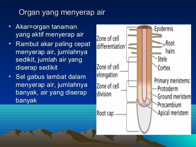 Penyerapan dan Pengangkutan Air