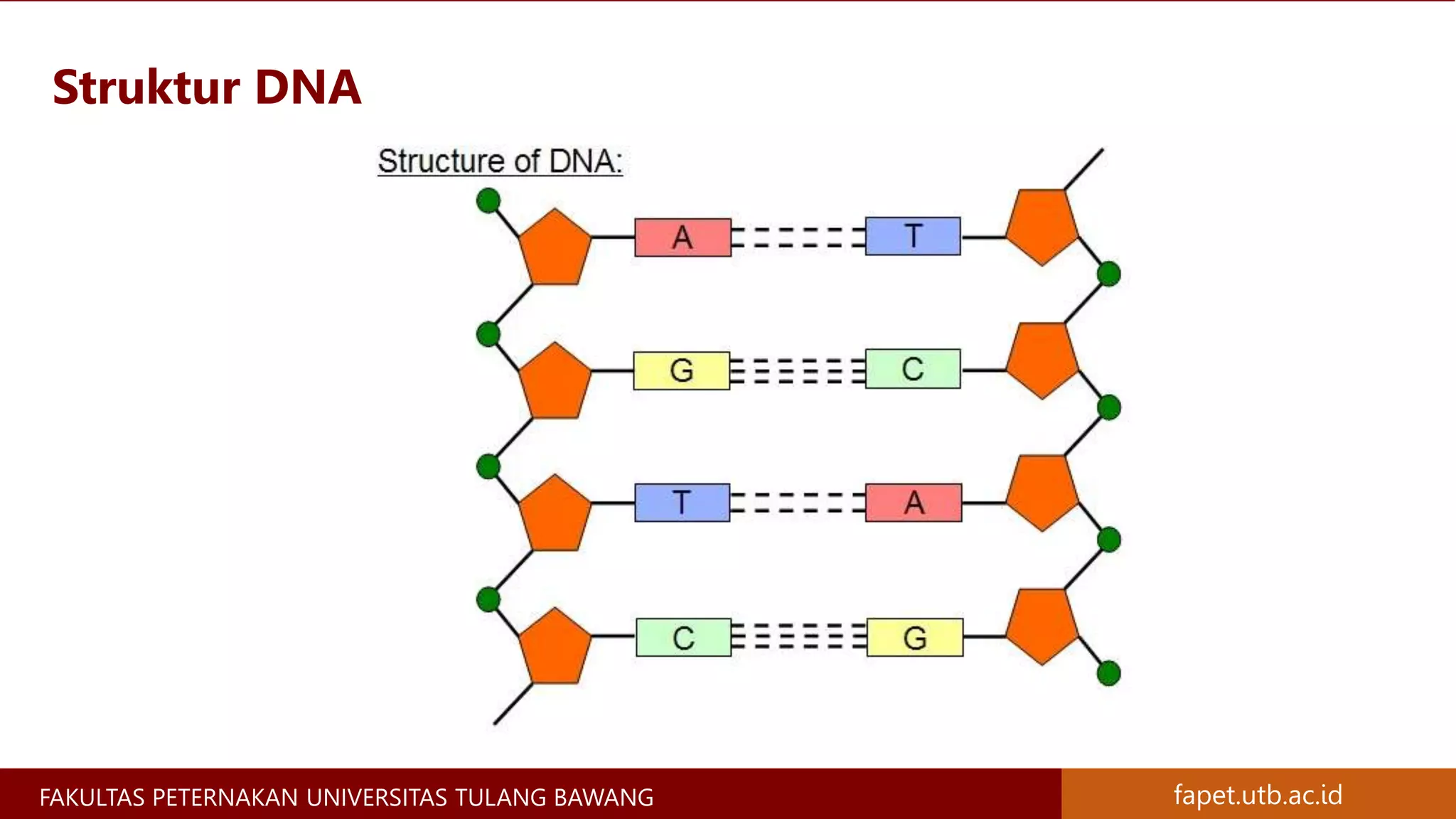 Materi Genetik Kromosom, Gen, DNA, dan RNA - Materi Genetika Ternak | PPTX