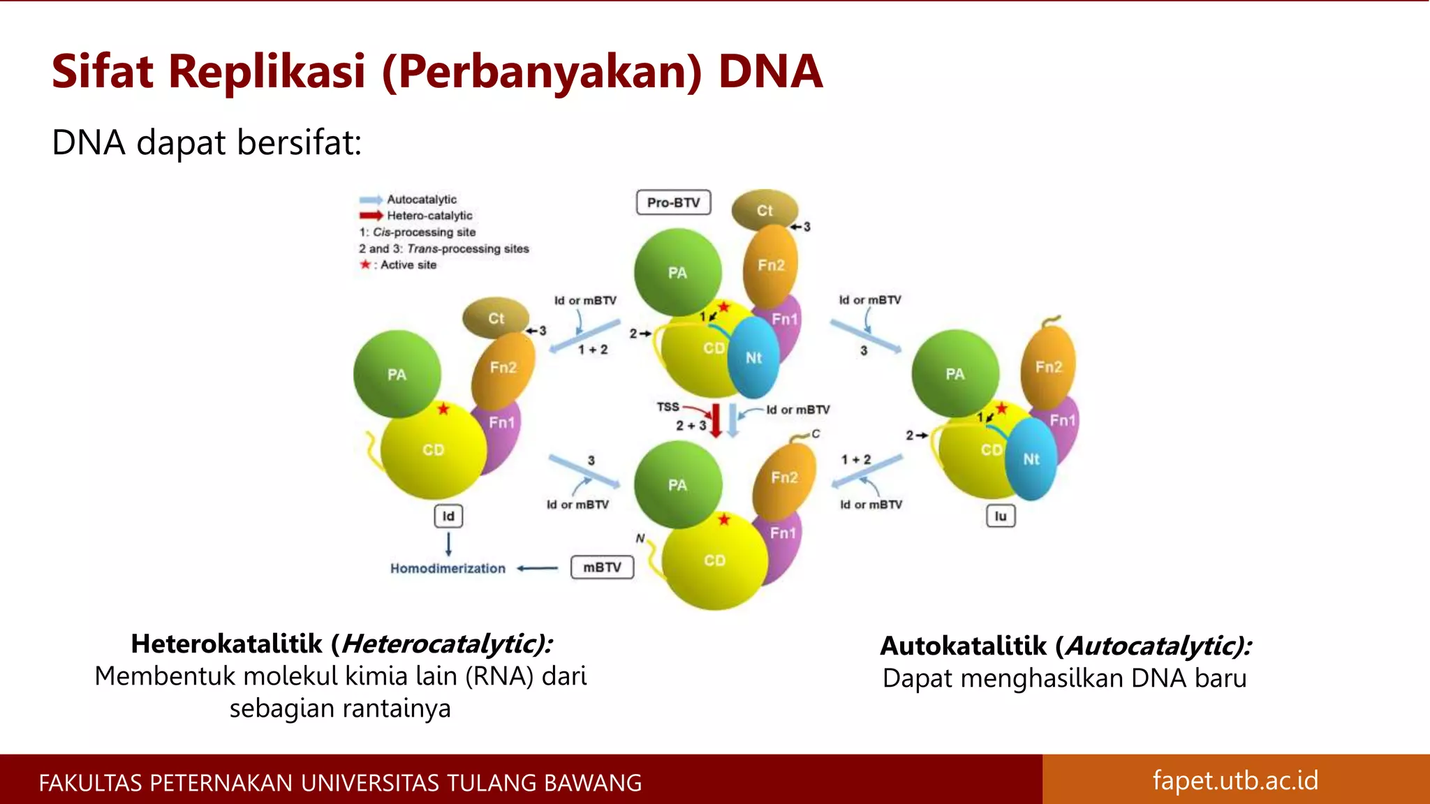 Materi Genetik Kromosom, Gen, DNA, dan RNA - Materi Genetika Ternak | PPTX