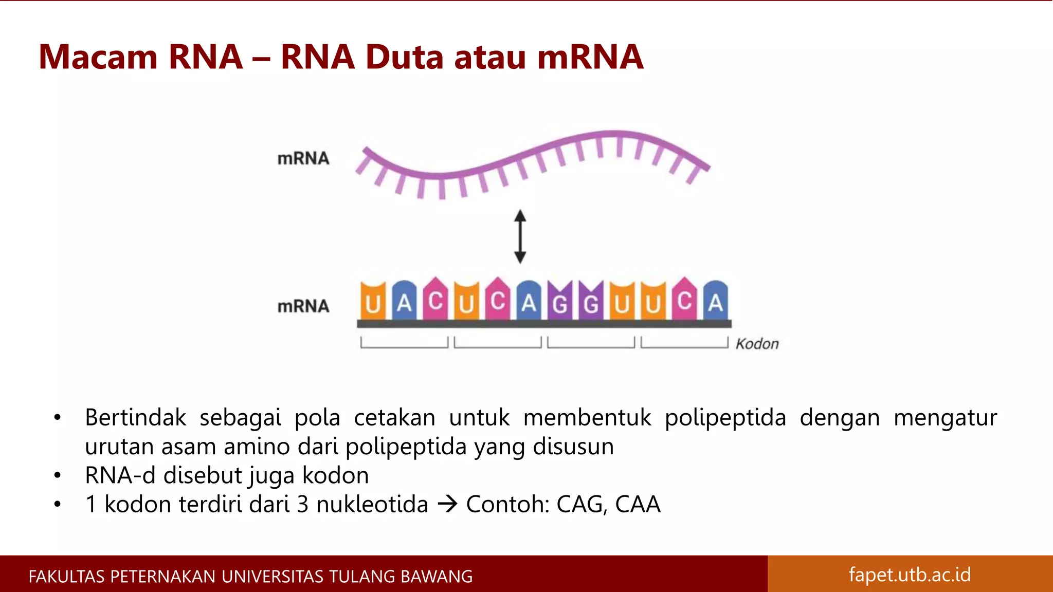 Materi Genetik Kromosom, Gen, DNA, dan RNA - Materi Genetika Ternak | PPTX