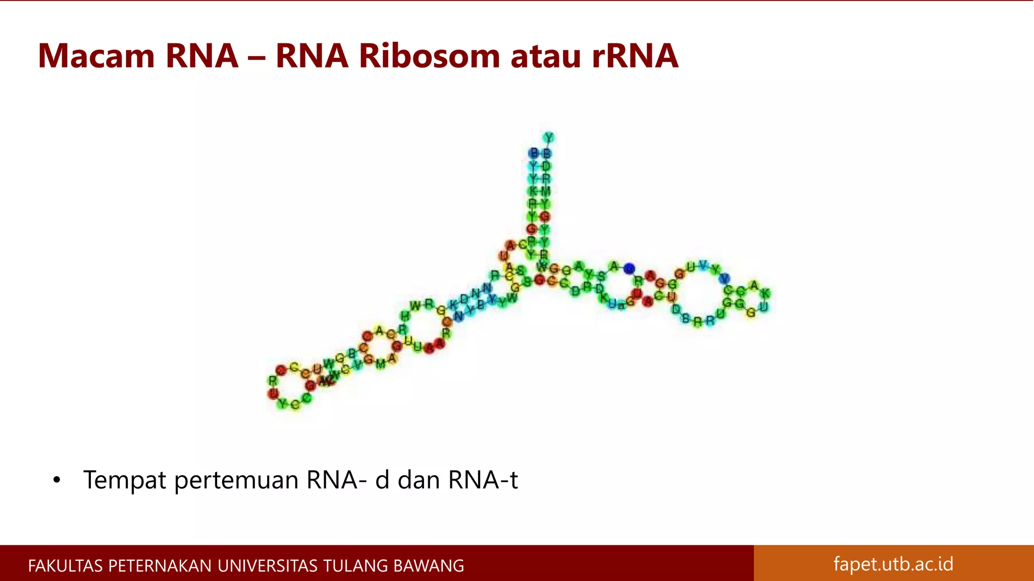 Materi Genetik Kromosom, Gen, DNA, dan RNA - Materi Genetika Ternak | PPTX