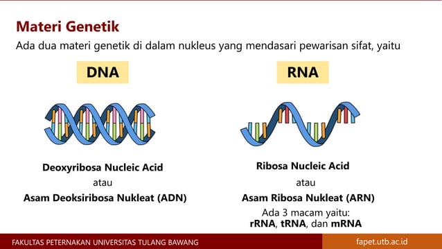 Materi Genetik Kromosom, Gen, DNA, dan RNA - Materi Genetika Ternak | PPTX