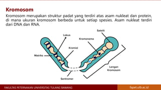 Materi Genetik Kromosom, Gen, DNA, dan RNA - Materi Genetika Ternak | PPTX
