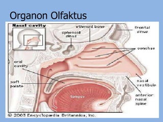 Organon Olfaktus
 