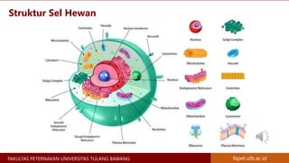 Alel dan Gen Ganda - Materi Genetika Ternak | PPTX