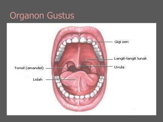 Organon Gustus
 