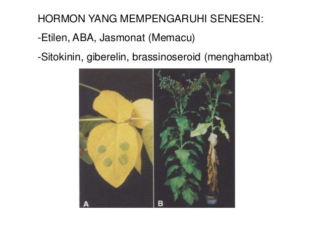 CIRI-CIRI PENUAAN/SENESEN:Daun menguning dari ujung ke pangkalKlorofil rusak, pigmen xantofil dan karoten munculER negalam...