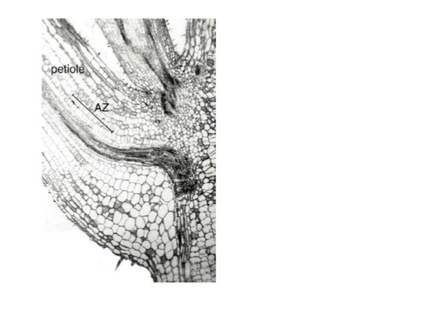 Pertemuan 6 (senesens & absisi)