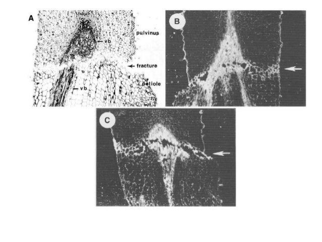 Pertemuan 6 (senesens & absisi)