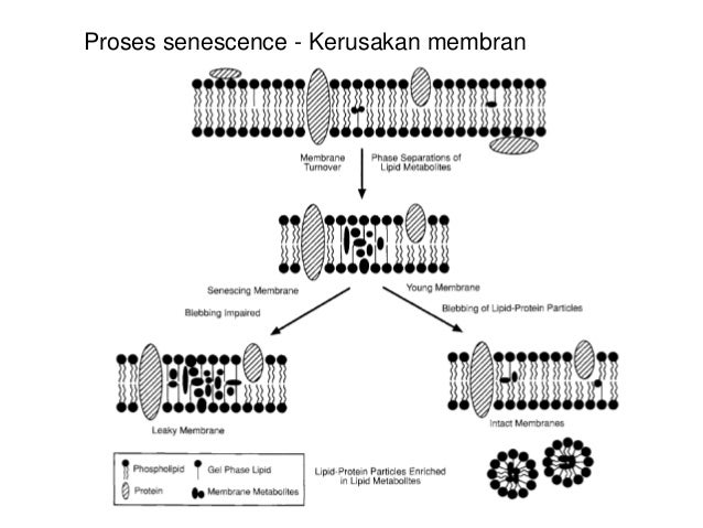 Proses senescence - Kerusakan membran