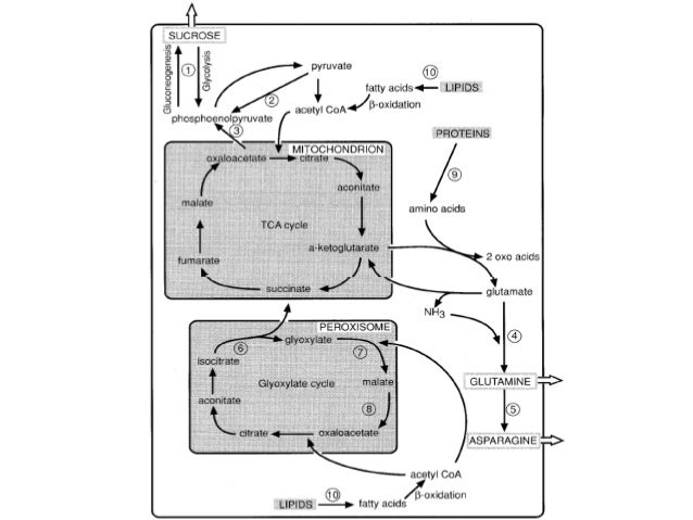 SENESEN - transfer nutrisi