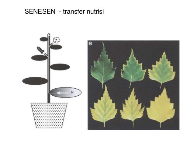 HORMON YANG MEMPENGARUHI SENESEN:-Etilen, ABA, Jasmonat (Memacu)-Sitokinin, giberelin, brassinoseroid (menghambat)