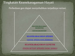 Tingkatan Keanekaragaman Hayati
KEANEKARAGAMAN GENETIK
(PADA SETIAP SPESIES YANG SAMA)
KEANEKARAGAMAN SPESIES
(ANTAR SPESIES YANG BERBEDA)
KEANEKARAGAMAN
EKOSISTEM
(ANTAR EKOSISTEM)
Perbedaan gen dapat menyebabkan terjadinya variasi.
 