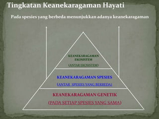 KEANEKARAGAMAN GENETIK
(PADA SETIAP SPESIES YANG SAMA)
KEANEKARAGAMAN SPESIES
(ANTAR SPESIES YANG BERBEDA)
KEANEKARAGAMAN
EKOSISTEM
(ANTAR EKOSISTEM)
Tingkatan Keanekaragaman Hayati
Pada spesies yang berbeda menunjukkan adanya keanekaragaman
 