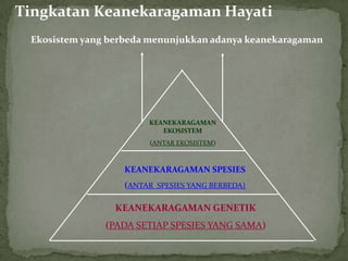 KEANEKARAGAMAN GENETIK
(PADA SETIAP SPESIES YANG SAMA)
KEANEKARAGAMAN SPESIES
(ANTAR SPESIES YANG BERBEDA)
KEANEKARAGAMAN
EKOSISTEM
(ANTAR EKOSISTEM)
Tingkatan Keanekaragaman Hayati
Ekosistem yang berbeda menunjukkan adanya keanekaragaman
 