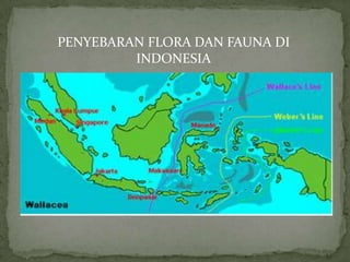 PENYEBARAN FLORA DAN FAUNA DI
INDONESIA
 