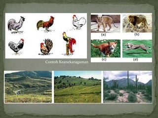 Contoh Keanekaragaman
 