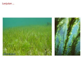 Lanjutan …
 