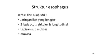 Pertemuan 9 Sistema digestoria.pdf