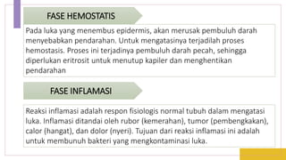 FASE HEMOSTATIS
Pada luka yang menembus epidermis, akan merusak pembuluh darah
menyebabkan pendarahan. Untuk mengatasinya terjadilah proses
hemostasis. Proses ini terjadinya pembuluh darah pecah, sehingga
diperlukan eritrosit untuk menutup kapiler dan menghentikan
pendarahan
FASE INFLAMASI
Reaksi inflamasi adalah respon fisiologis normal tubuh dalam mengatasi
luka. Inflamasi ditandai oleh rubor (kemerahan), tumor (pembengkakan),
calor (hangat), dan dolor (nyeri). Tujuan dari reaksi inflamasi ini adalah
untuk membunuh bakteri yang mengkontaminasi luka.
 
