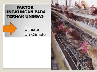 Produksi Ternak Unggas by Zasmeli
FAKTOR
LINGKUNGAN PADA
TERNAK UNGGAS
Climate
Un Climate
 